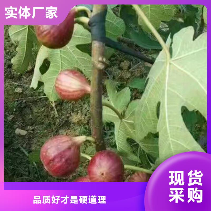 无花果,板栗苗源头直供品质保证实力见证