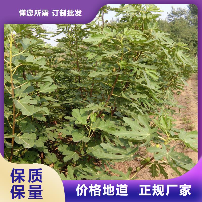 无花果杏树苗型号全价格低质量好