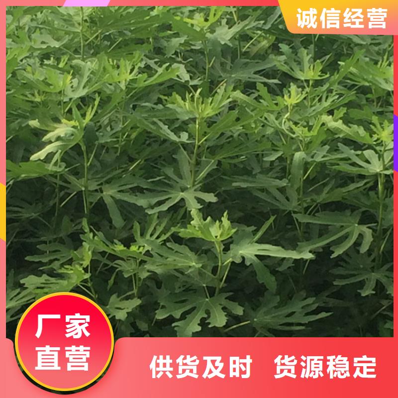 【无花果梨树苗高质量高信誉】注重细节