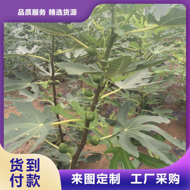 无花果苹果苗性能稳定质量层层把关