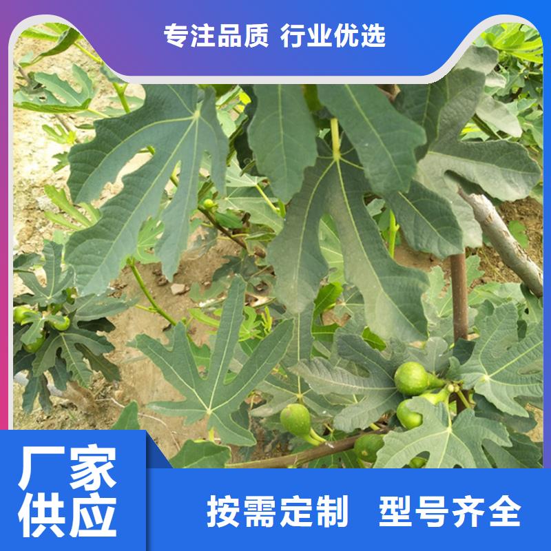 【无花果】_苹果苗买的放心厂家十分靠谱