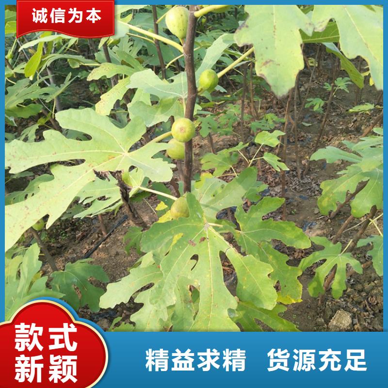 无花果苹果苗匠心品质附近制造商