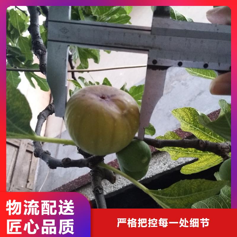 无花果石榴树厂家直销值得选择当地公司