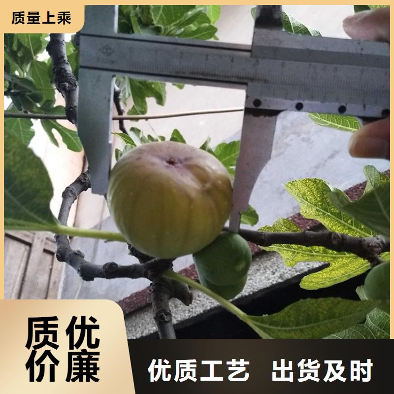 无花果-梨树苗种类丰富附近制造商