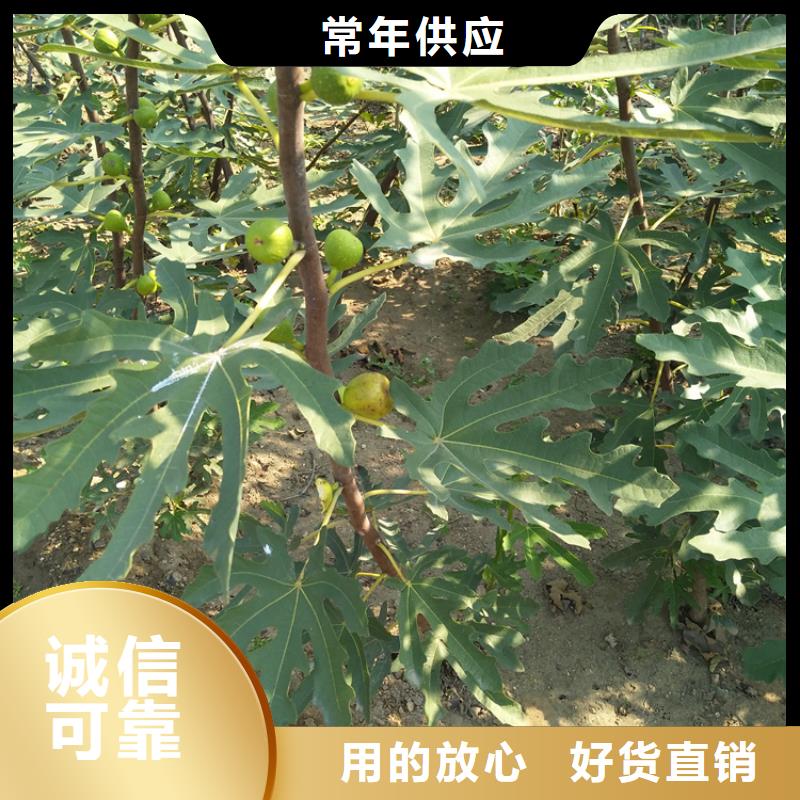 无花果_石榴树每个细节都严格把关专业生产团队