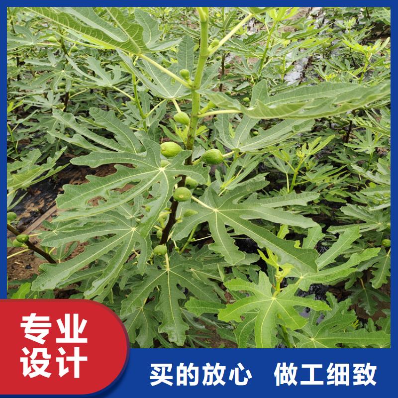 【无花果】苹果苗种类齐全当地货源