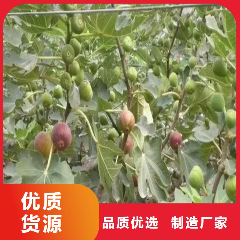 无花果-草莓苗质量优选同城品牌