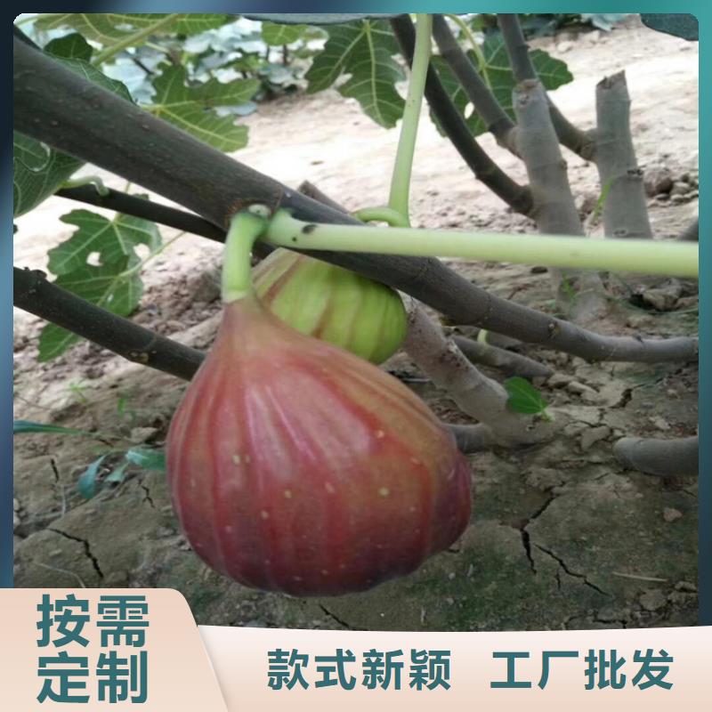 无花果桃树苗优选厂家讲信誉保质量