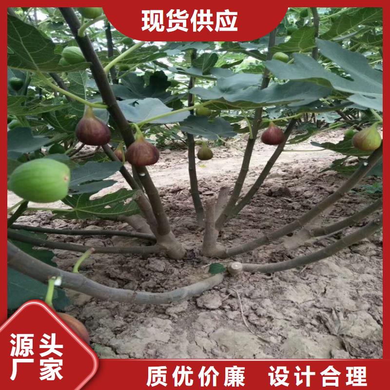 【无花果樱桃苗真材实料诚信经营】厂家型号齐全