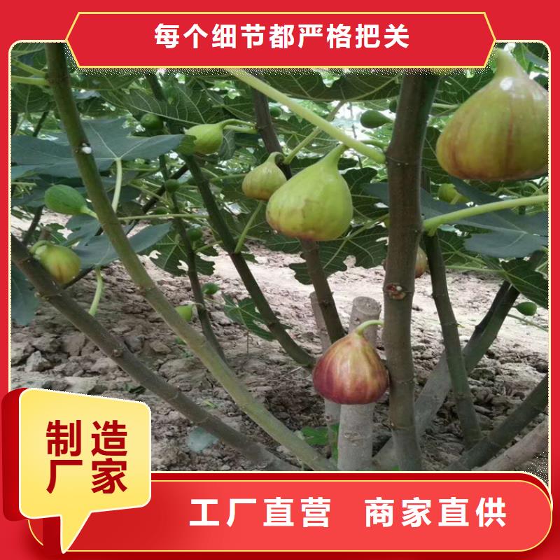 无花果石榴树苗实地大厂丰富的行业经验