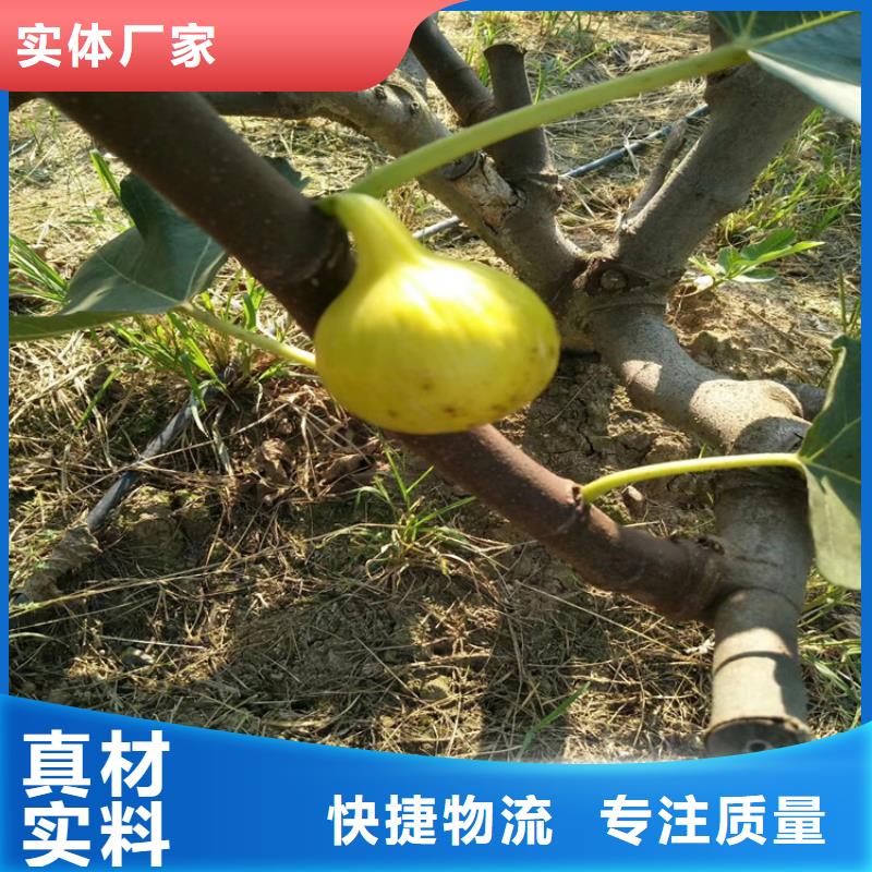 无花果樱桃苗库存充足厂家直销大量现货