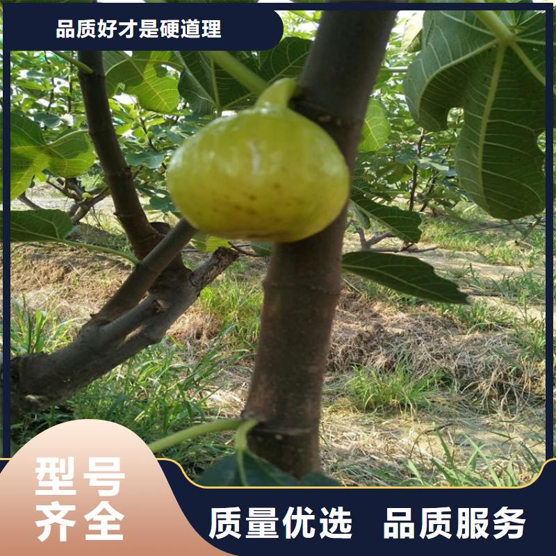 【无花果苹果苗源头采购】工厂直销