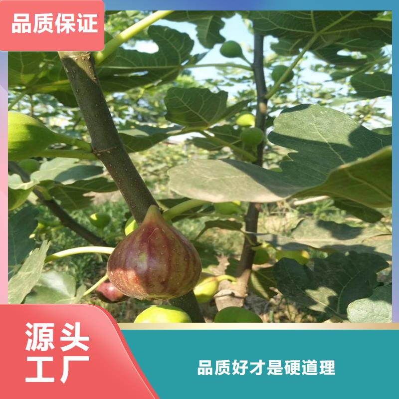 无花果,蓝莓苗厂家定制实时报价