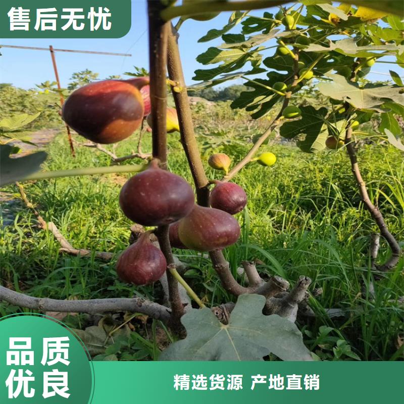 【无花果】,石榴树出货及时实体厂家支持定制