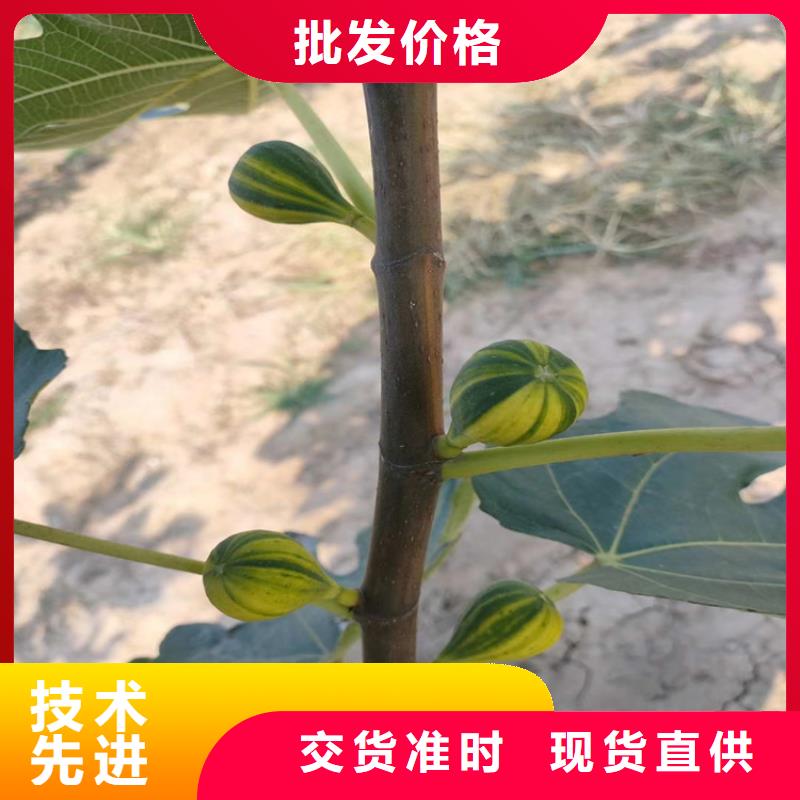 无花果苹果苗实力优品当地公司