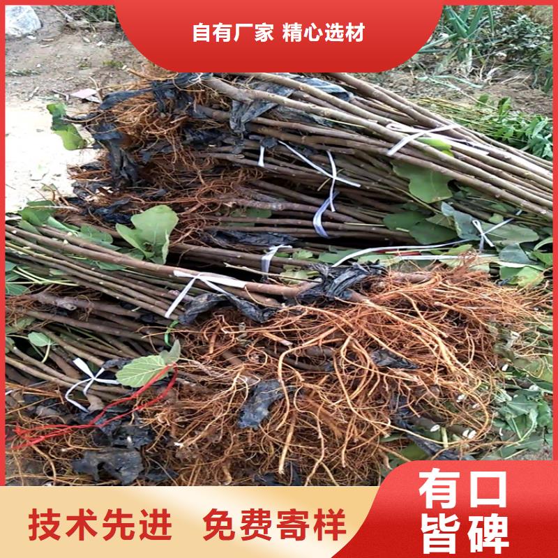 无花果石榴树苗品质有保障大量现货