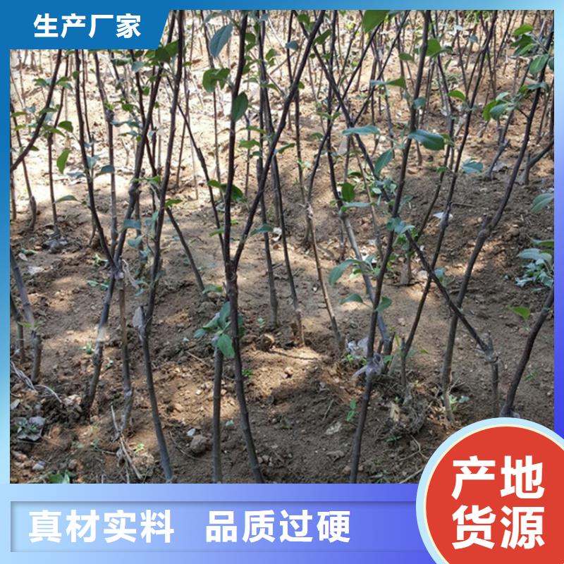 苹果_石榴树大量现货供应一站式采购