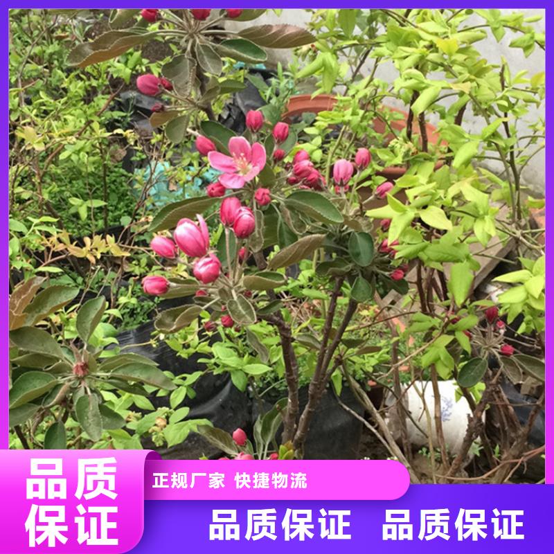 苹果苹果苗原料层层筛选同城货源