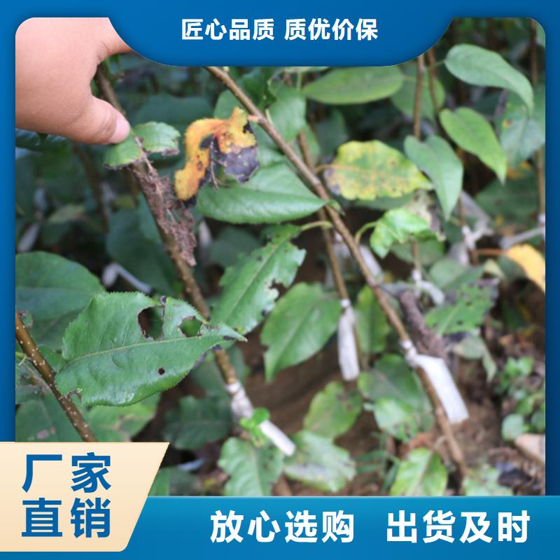 苹果梨树苗专业品质附近公司