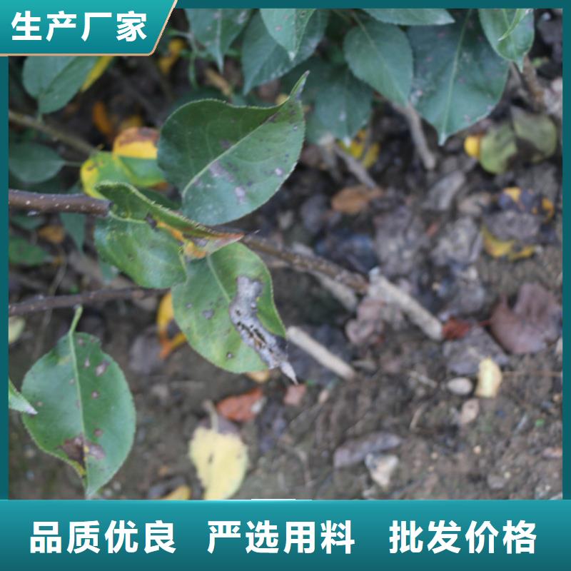 苹果石榴树欢迎来厂考察当地供应商