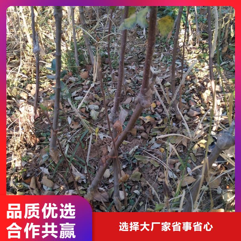 【苹果樱桃苗应用广泛】同城厂家