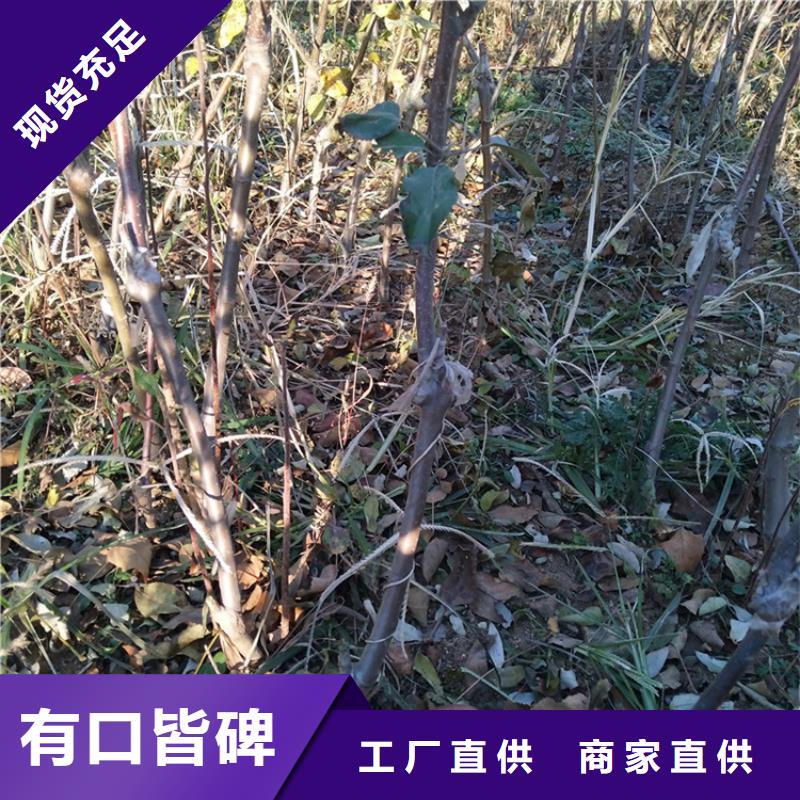 【苹果桃树苗货源直销】现货充足