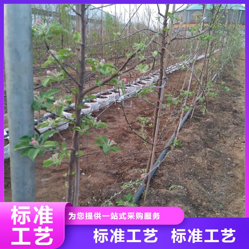 苹果【石榴树】打造好品质附近制造商