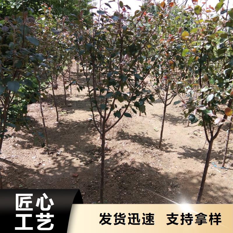 苹果红石榴苗基地源头厂家供应支持定制批发