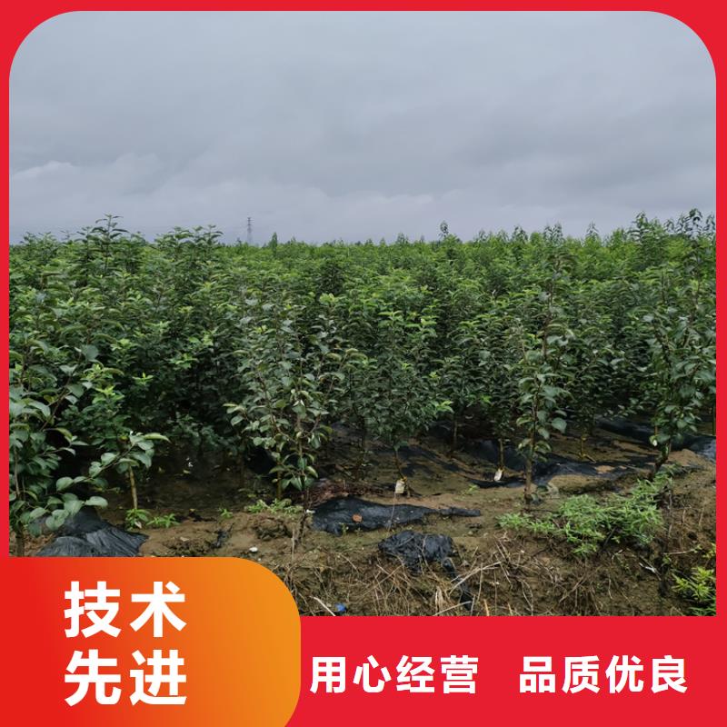 苹果板栗苗大量现货供应当地生产商