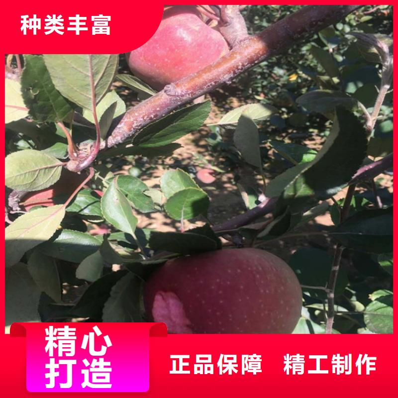 苹果,【板栗苗】量大从优专业生产N年