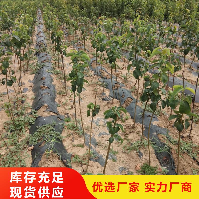 【梨树樱桃苗一站式采购方便省心】联系厂家