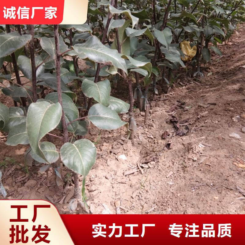 梨树桃树苗厂家售后完善本地品牌