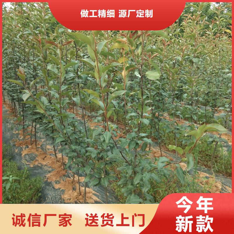 梨树_【蓝莓苗】有口皆碑真材实料