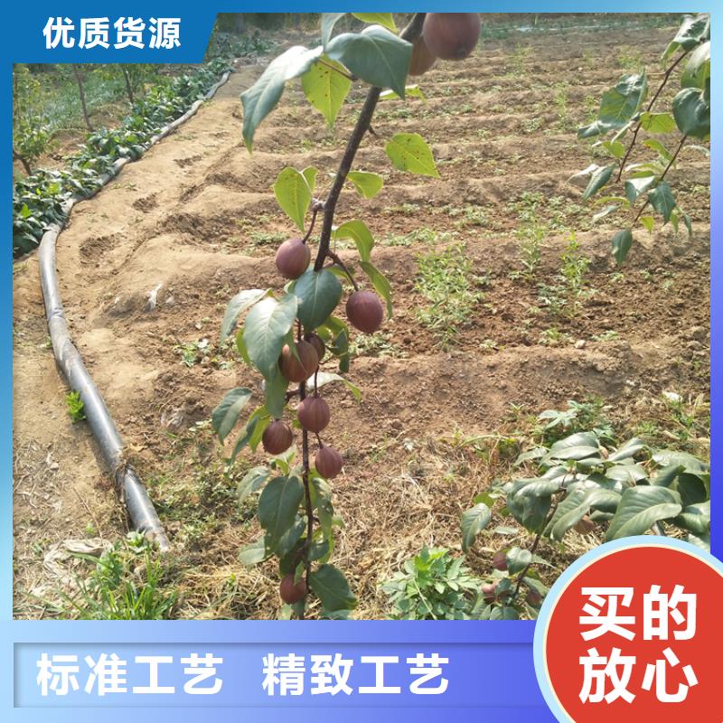 【梨树】苹果苗厂家工艺先进精选货源