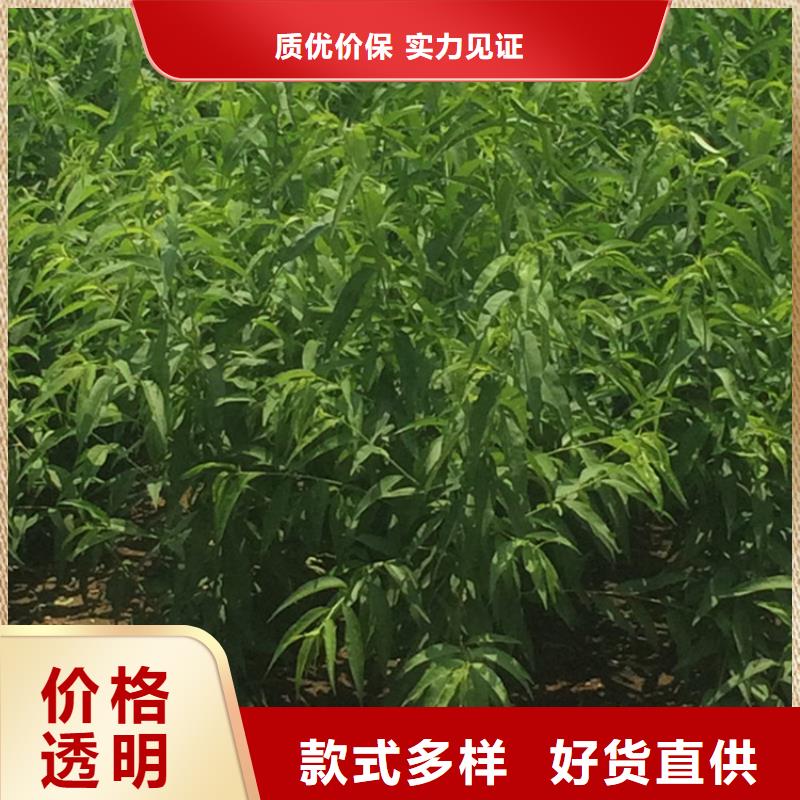 桃,樱桃苗工厂直销供应商