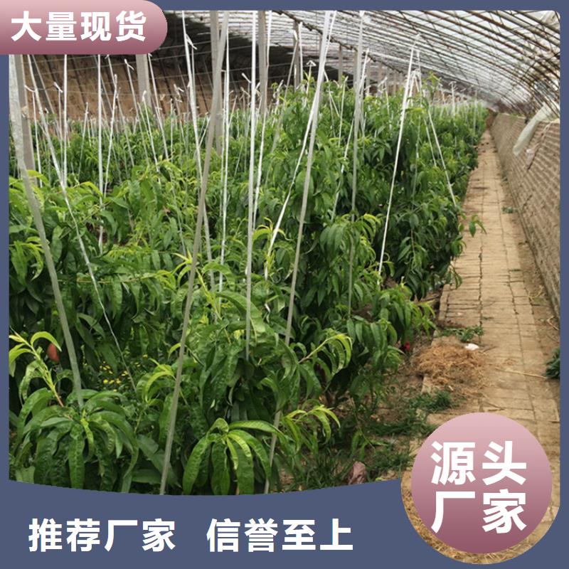 桃【石榴苗】优势定制批发