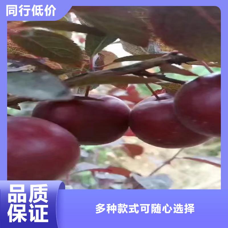 【李子桃树苗品质无所畏惧】源厂直销