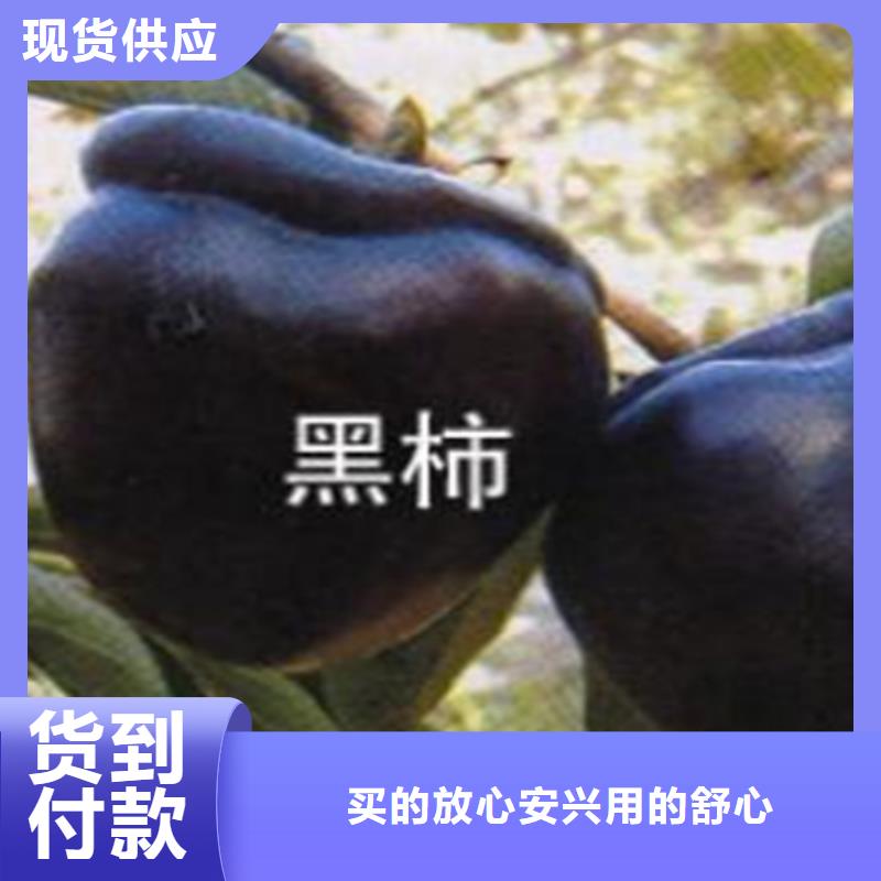 【柿子】无花果苗推荐商家用的放心