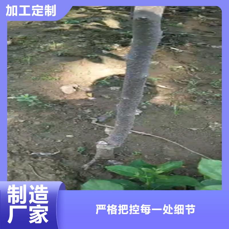 柿子西瓜番石榴苗价格透明本地公司