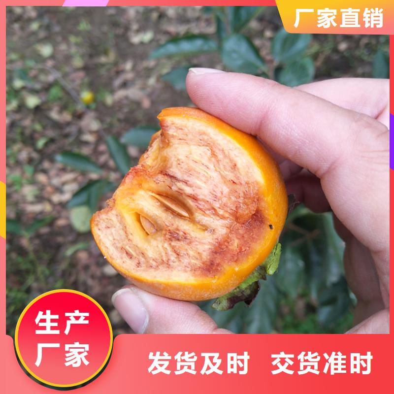 柿子_樱桃苗好厂家有担当推荐厂家