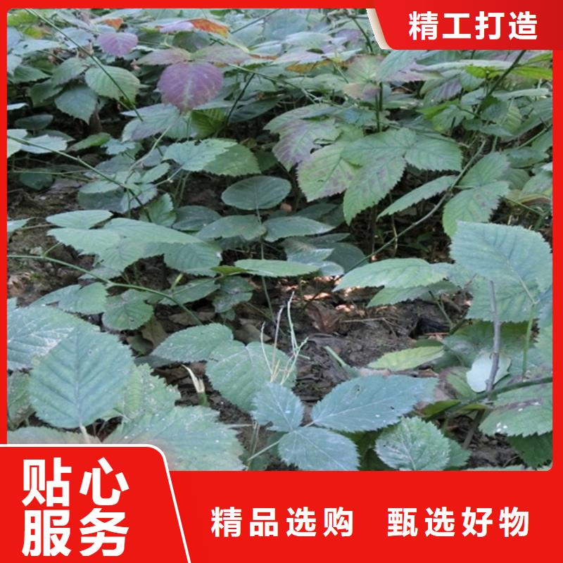 【树莓李树苗厂家货源】用心经营