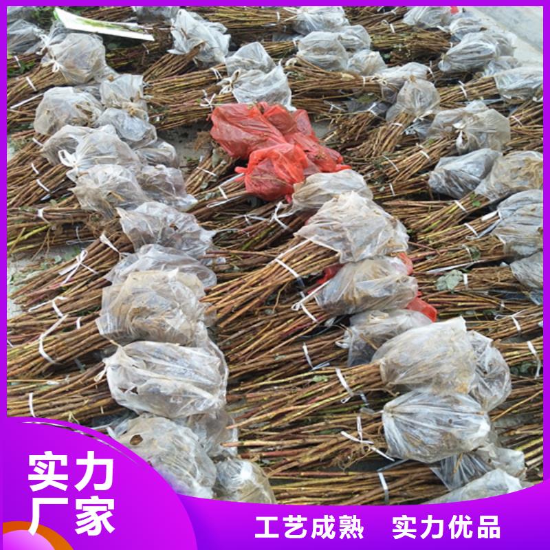 树莓【樱桃苗】品类齐全欢迎来电咨询