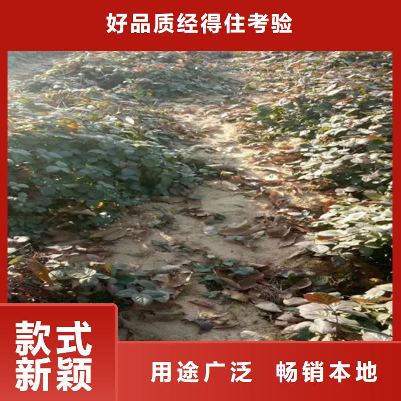 树莓樱桃苗安装简单本地制造商