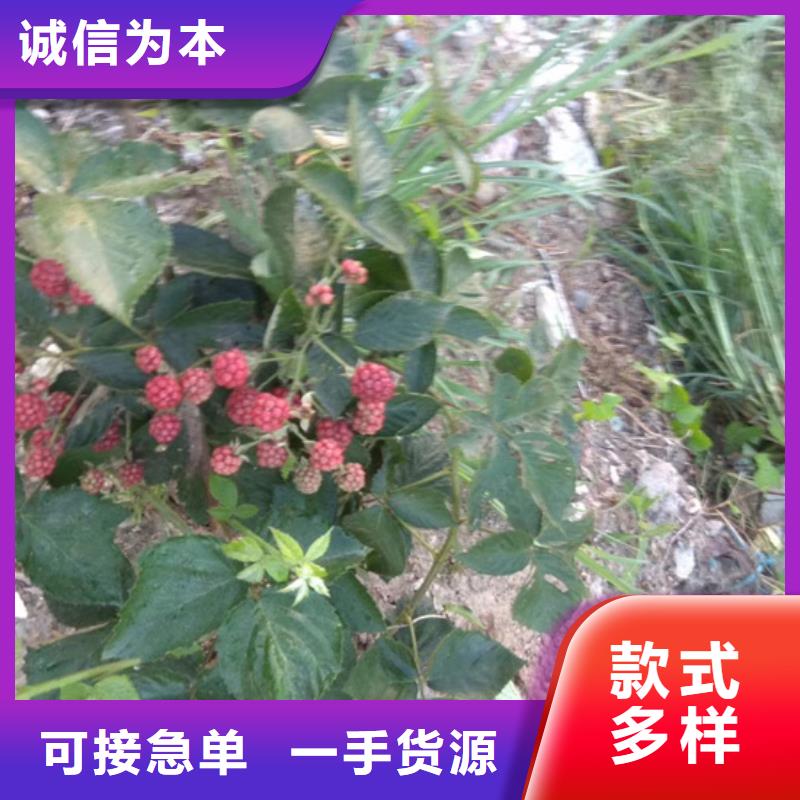 【树莓,苹果苗准时交付】本地生产商