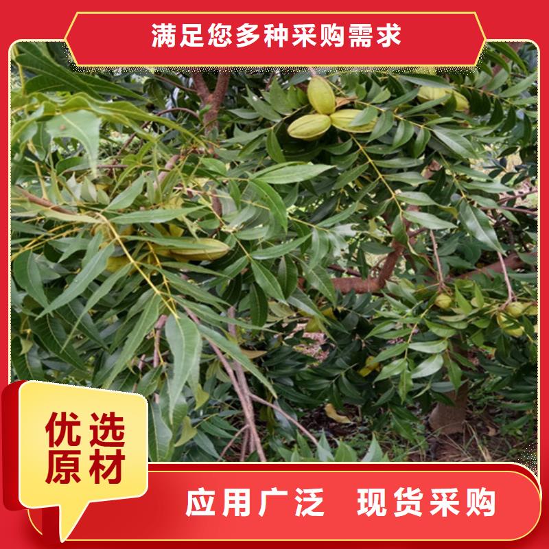 碧根果_【无花果苗】发货及时联系厂家