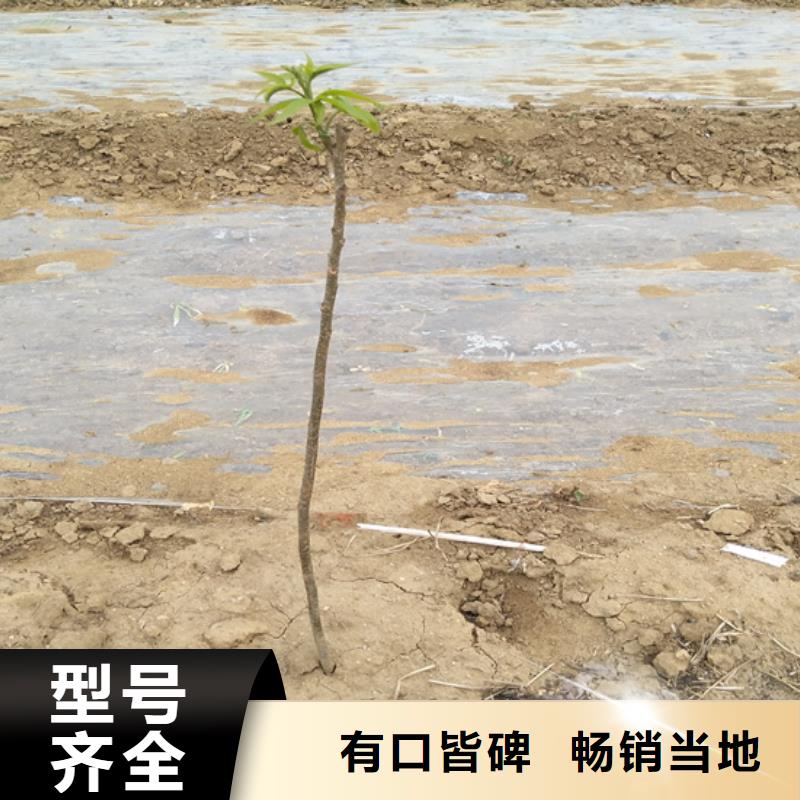 碧根果苹果苗厂家自营专业品质