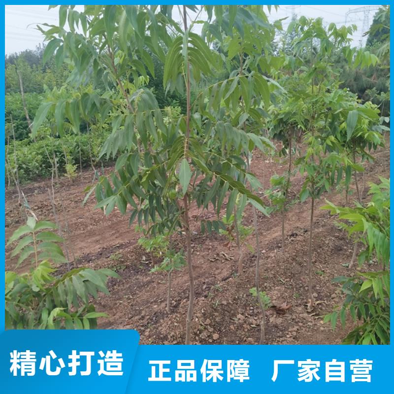 【碧根果】梨树苗源头厂家量大价优严格把控每一处细节