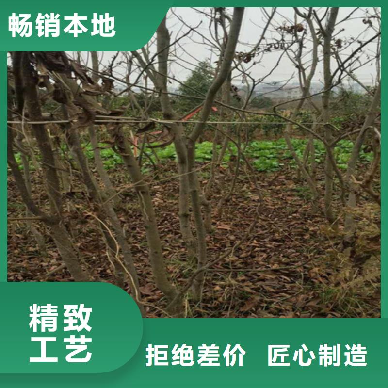 【碧根果_梨树苗放心选购】我们更专业