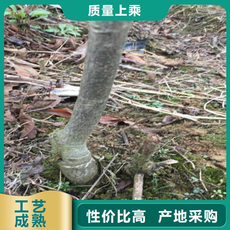 碧根果樱桃苗支持拿样量大从优