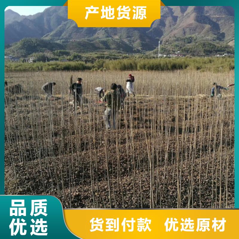 ​碧根果桃树苗厂家批发价工厂直营